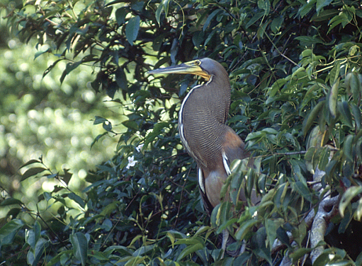 17_Mexicaanse tijgerroerdomp, Tortuguero.jpg